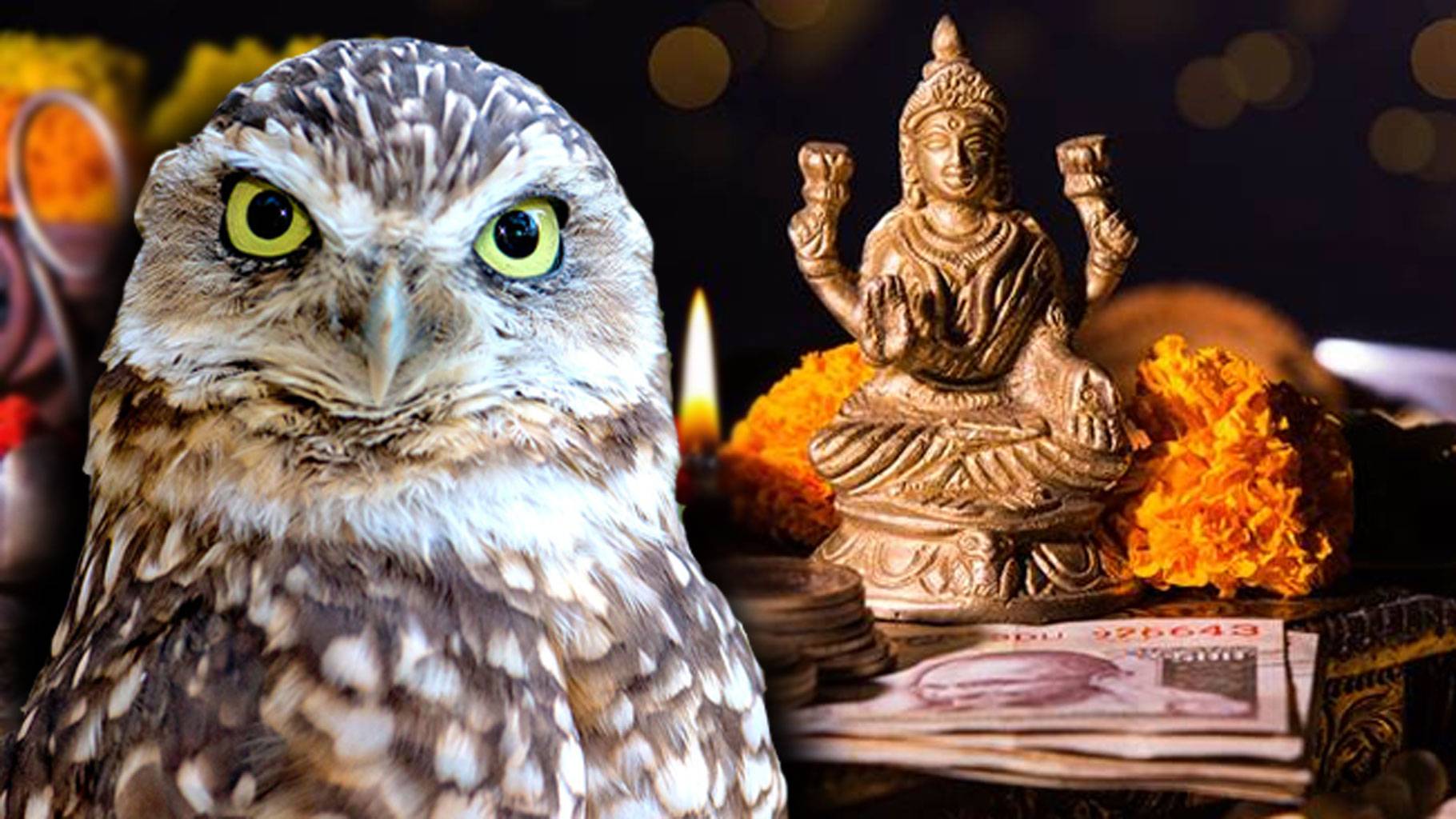 दिवाली की रात क्यों दी जाती है उल्लू की बलि, क्या है इसके पीछे का रहस्य