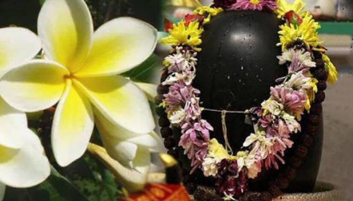 क्या आप जानते हैं, क्यों केतकी का फूल शिवलिंग पर नहीं किया जाता अर्पित ?