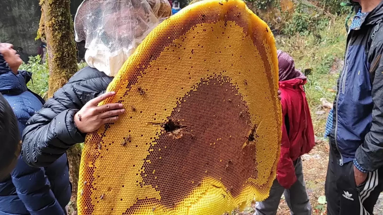 MAD Honey: एक ऐसा रहस्यमय शहद जो आपको बना सकता है 'पागल'