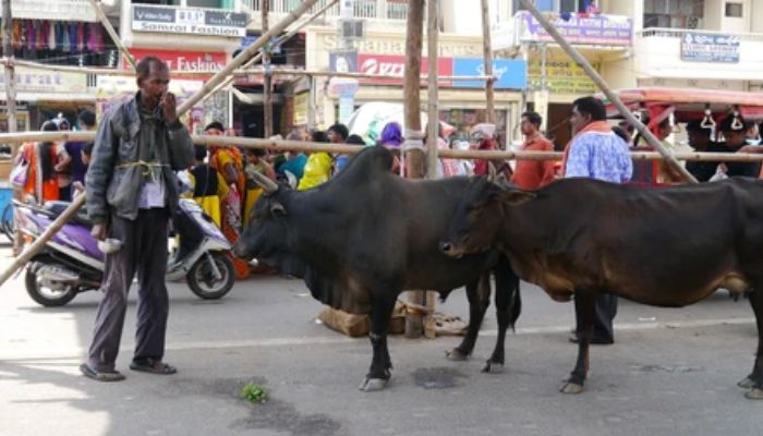 आवारा सांड ने किया हमला तो आपको मिलेगा मुआवजा, जानें पूरी प्रक्रिया!