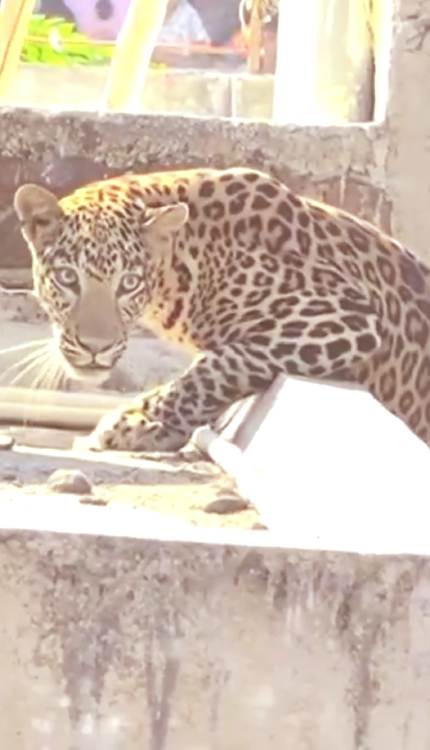 नागपुर में घरों की छत पर घूमता दिखा तेंदुआ, कई लोगों को किया घायल