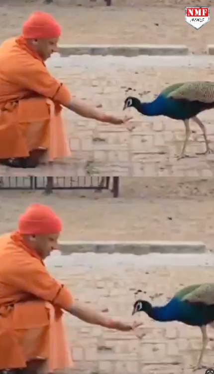 CM योगी ने अपने हाथों से मोर को खिलाया गुड़