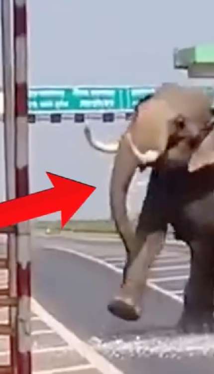 टोल प्लाज़ा पर हाथी का उत्पात, मौके पर मचा बवाल