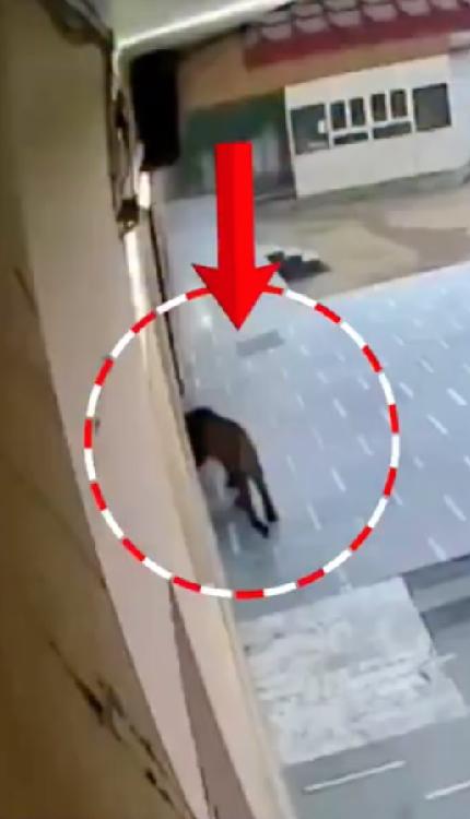 Ghaziabad के स्कूल में घुसा तेंदुआ, रौंगटे खड़े कर देने वाला वीडियो कैमरे में क़ैद