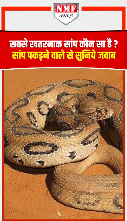 सबसे खतरनाक सांप कौन सा होता है?