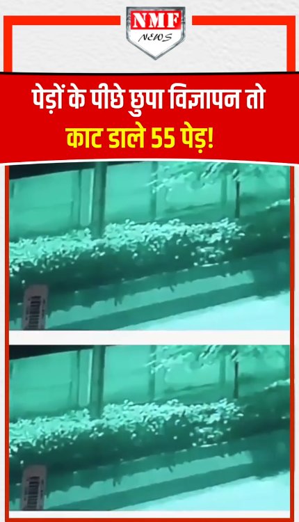 एडवरटाइजिंग होर्डिंग को ढक रहे थे, कंपनी ने रातोंरात काट दिए 55 पेड़, फिर जो हुआ