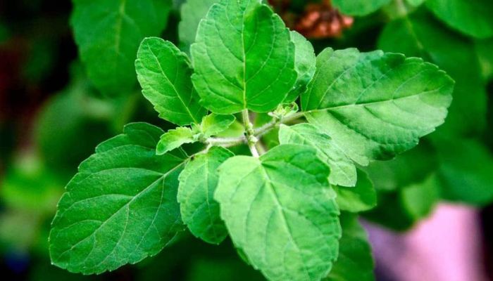कौन से हैं वो पौधे जिन्हें घर में लगाने से मक्खी और मच्छर रहते हैं दूर?
