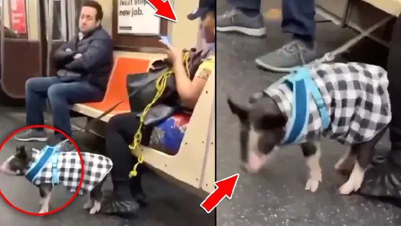 5 लाख लड़कियां यौन-शोषण का शिकार, सूअर देख जिहादियों की हालत टाइट!