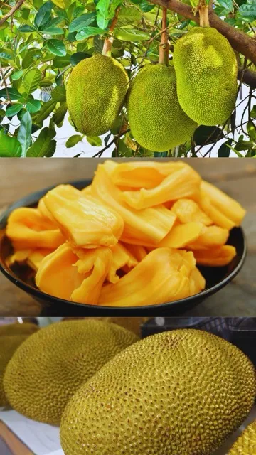 हार्ट अटैक का सता रहा है डर! तो खाना शुरु करें कटहल, वजन भी होने लगेगा कम