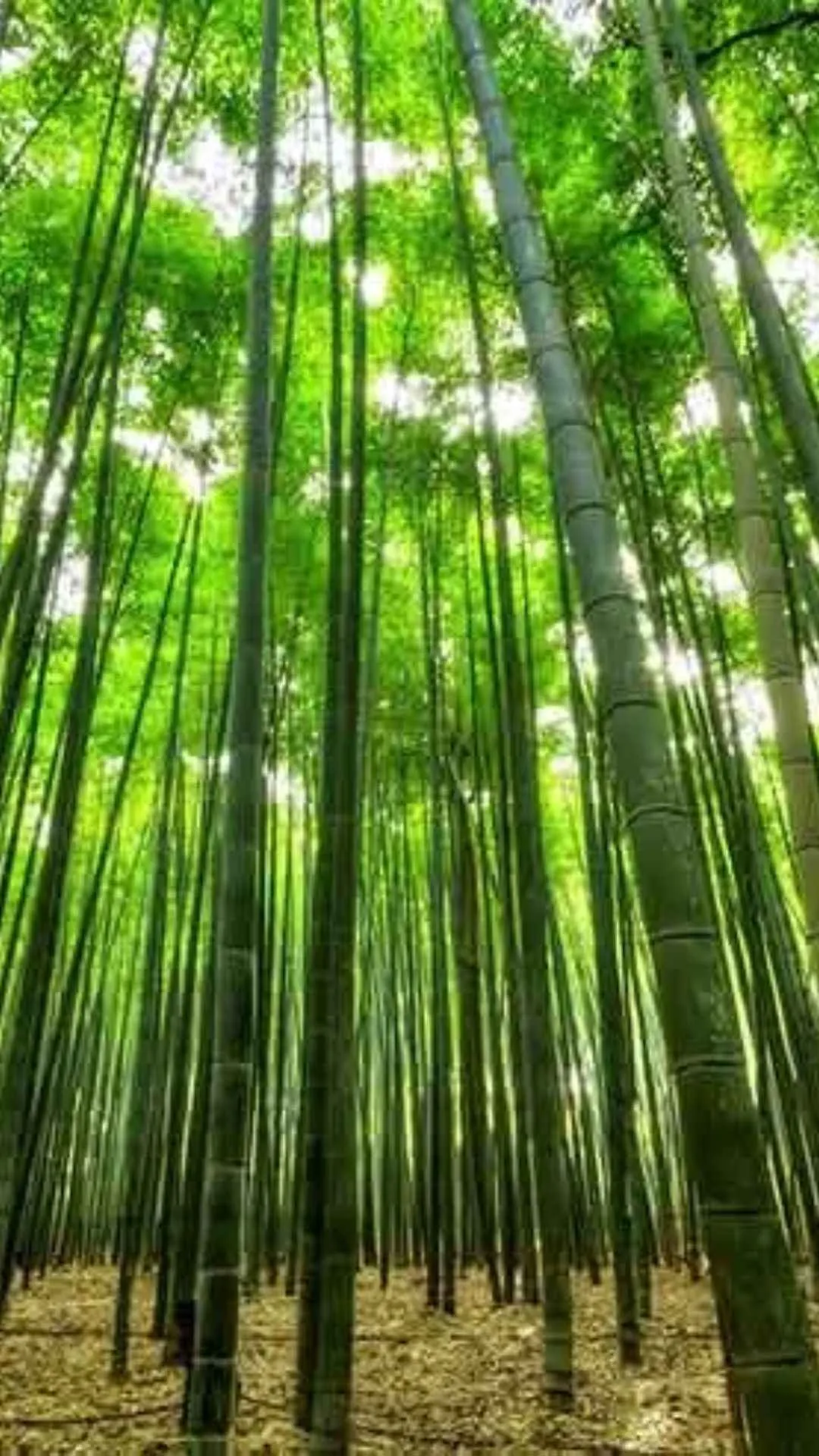 कम खर्च में करें बांस की खेती, 50 साल तक होगी तगड़ी कमाई