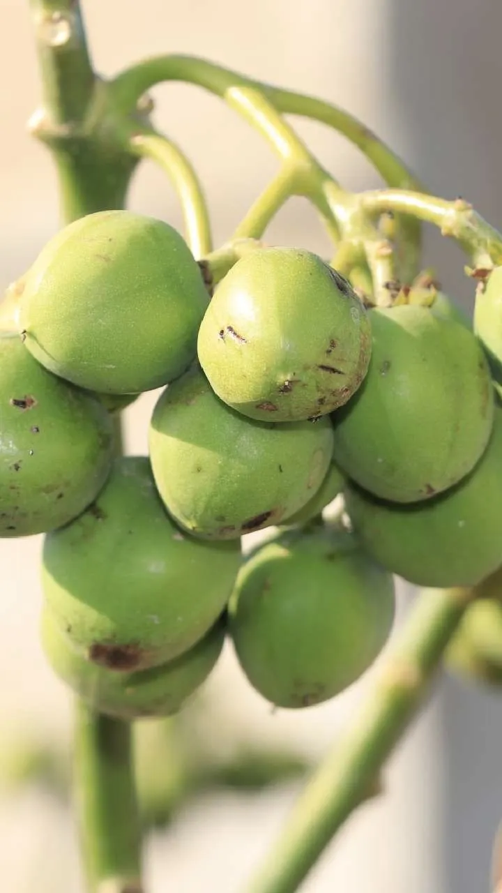 खूबसूरती बढ़ाने से लेकर लंबे-घने बालों तक, रतनजोत का कोई जोड़ नहीं!