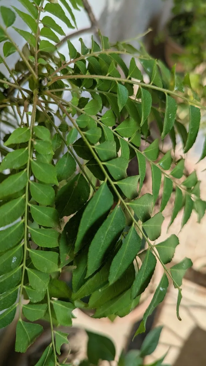 वजन घटाने से दिल को स्वस्थ रखने तक, शरीर के लिए रामबाण है करी पत्ता, जाने फायदे