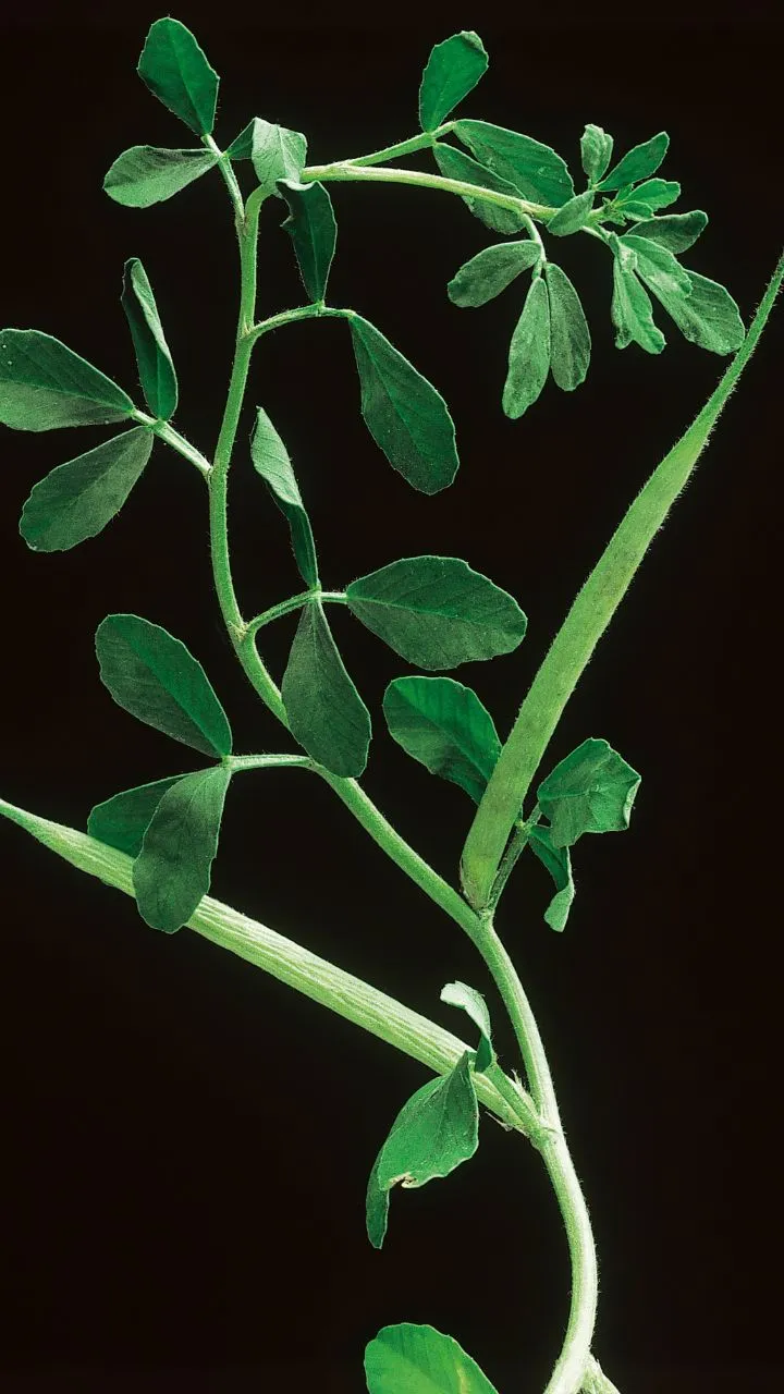 ये छोटे से पत्ते वजन घटाने मे सबसे असरदार, बस जान लें सेवन करने का सही तरीका