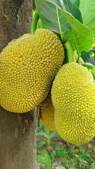 वजन भी घटेगा, दिल भी स्वस्थ रहेगा, अगर इस तरह से पकाकर खाएंगे कटहल