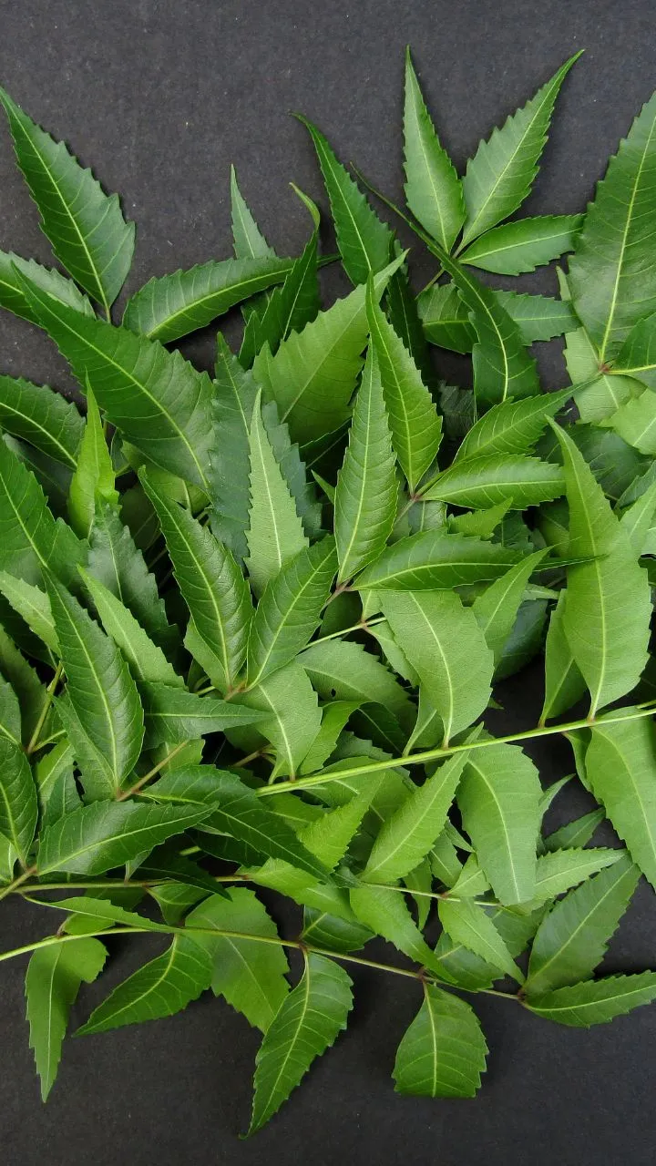 बेहद फायदेमंद हैं ये हरे पत्ते, कंट्रोल में रहेगी डायबिटीज़, अगर इस तरह से करेंगे सेवन