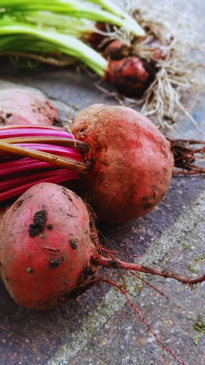 वेट लॉस करने के लिए चुकंदर बेहद फायदेमंद, अगर इस तरह से बनाकर करेंगे सेवन