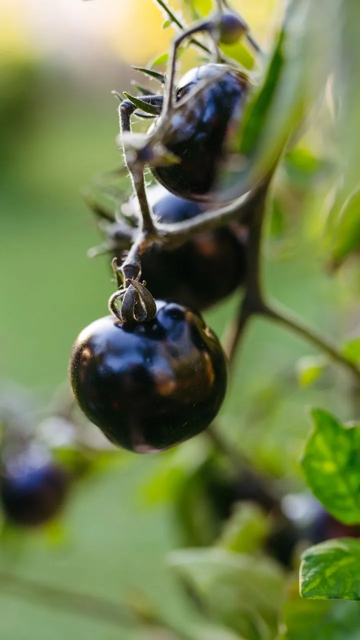 वजन घटाने में असरदार काले टमाटर, बस जान लें कब और कैसे करें सेवन