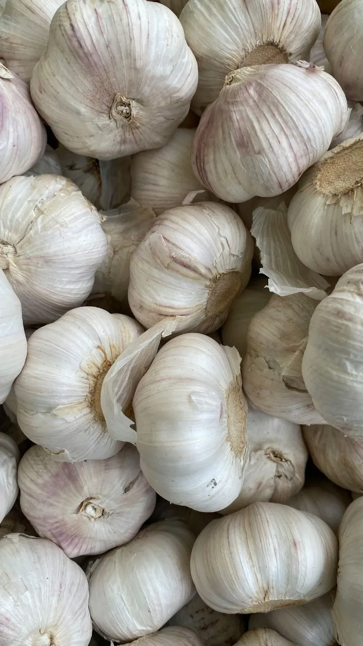 वजन घटाने में बेहद असरदार लहसुन, बस जान ले कैसे करें इसका सेवन