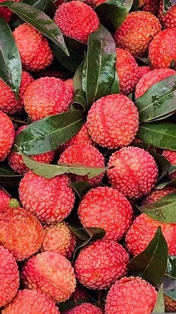 बढ़ती उम्र पर लगेगी लगाम, गर्मियों में खाना शुरु कर दें लीची, बस जान लें कब और कैसे करना है सेवन