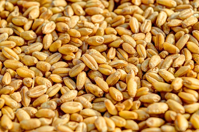 Ration Card: सरकार ने दिया राशन कार्ड धारको को तोहफा, जानिए क्या है इसमे ख़ास